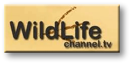 watch the wildlife channel